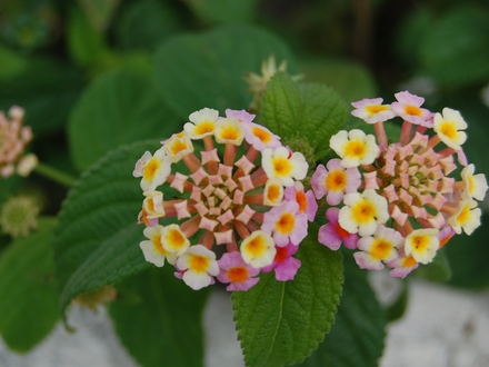 Tiny flowers (Lantana camara)