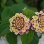 Lantana camara