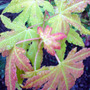 acer palmatum 'sango-kaku' (Acer palmatum)