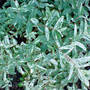 Dsc00068_edited