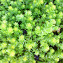 sedum