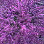 Erica carnea