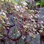 DSC00063_edited.jpg (Heuchera micrantha)