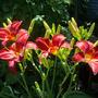 Daylilies - " Ruby Throat "