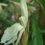 Roscoea cautleyoides