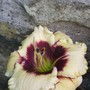 Hemerocallis__blackthorne_