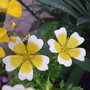 Limnanthes douglasii