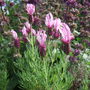 Pink_lavandula_stoechas
