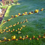 DSC00064_edited.jpg (Crocosmia x crocosmiiflora (Montbretia))