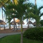 Palm trees. Decameron Hotel, Salinitas Beach, El Salvador.