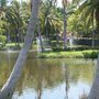 More palms and man-made lakes. 