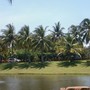 Rows of coconut trees. 