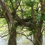Morro.  Gourd tree?  