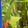 Looks almost like Bird of Paradise, but isn't.