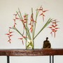 Unidentified plant.  Maybe a cousin of the bird of paradise? 