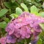 Red hydrangea. 