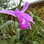 Purple orchid. 