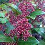 skimmia japonica (Skimmia japonica)