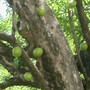 Close-up of the morro (gourd) tree. 