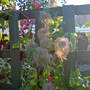 Dsc00068_edited
