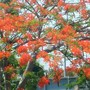 Close-up of  Fire tree. 