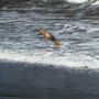 A happy dog playing in the surf! 