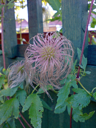 DSC00069_edited.jpg (Clematis tangutica)