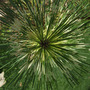 Look into my EYE..... (pinus)