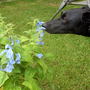 tay sniffing the new plant 