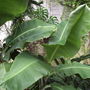 Bananaleavesdunfglen