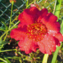 DSC00070_edited.jpg (Geum reptans)