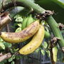 Bananas, Floral Halls, Pittencrieff Park, Dunfermline