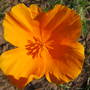 California poppy