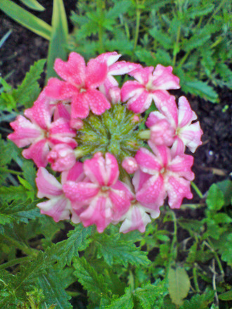 DSC00073_edited.jpg (Verbena bonariensis (Verbena))