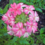 Dsc00073_edited