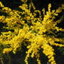 Golden Rod
