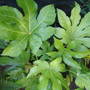 Fatsia