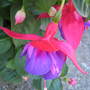 Trailing fuchsia
