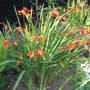 Crocosmia
