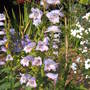 Penstemon
