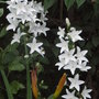 Campanula pyramidalis (Campanula pyramidalis)