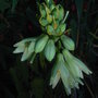 Galtonia viridiflora (Galtonia viridiflora)