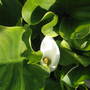 Arum Lilly