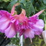 Fuchsia