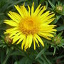Inula ensifolia