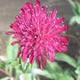 Knautia_macedonica