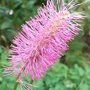 Sanguisorba obtusa