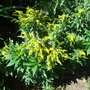Solidago 'Golden Baby' (Solidago 'Golden Baby')
