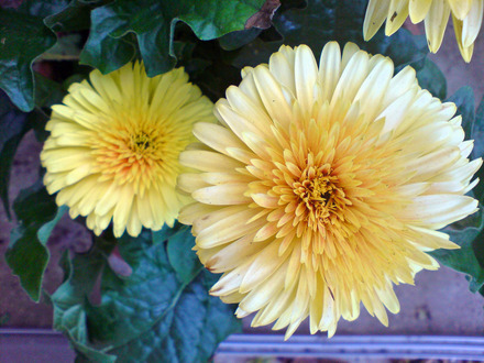 gerbera (gerbera)