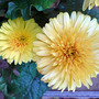 gerbera
